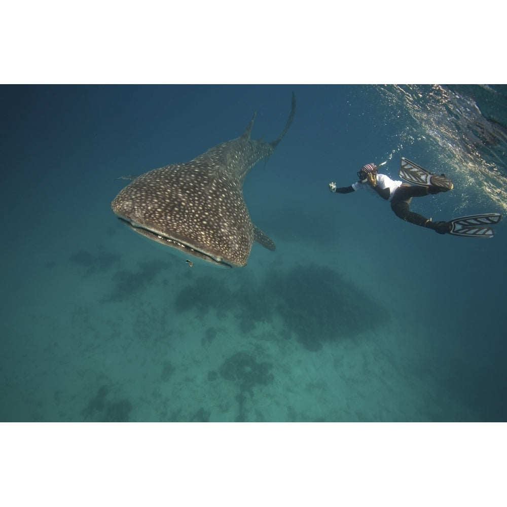 A researcher taking a picture of a whale shark. Poster Print by VWPics/Stocktrek Images Image 1