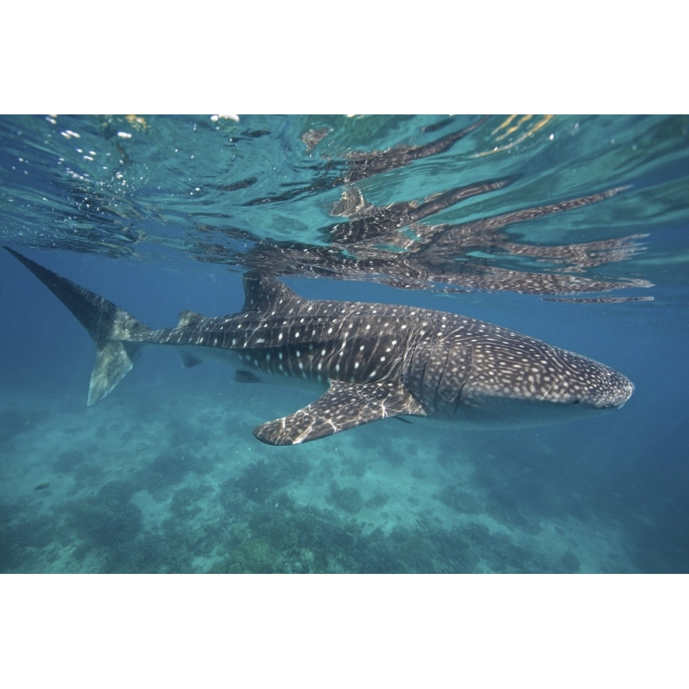 A whale shark swimming in the blue water of the Bohol Sea Philippines. Poster Print by VWPics/Stocktrek Images Image 1