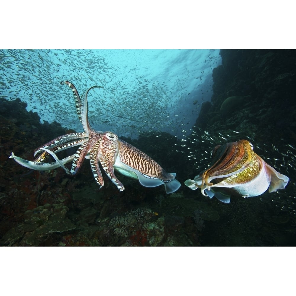 Two Pharaoh cuttlefish fighting at Richelieu Rock Thailand. Poster Print by VWPics/Stocktrek Images Image 2