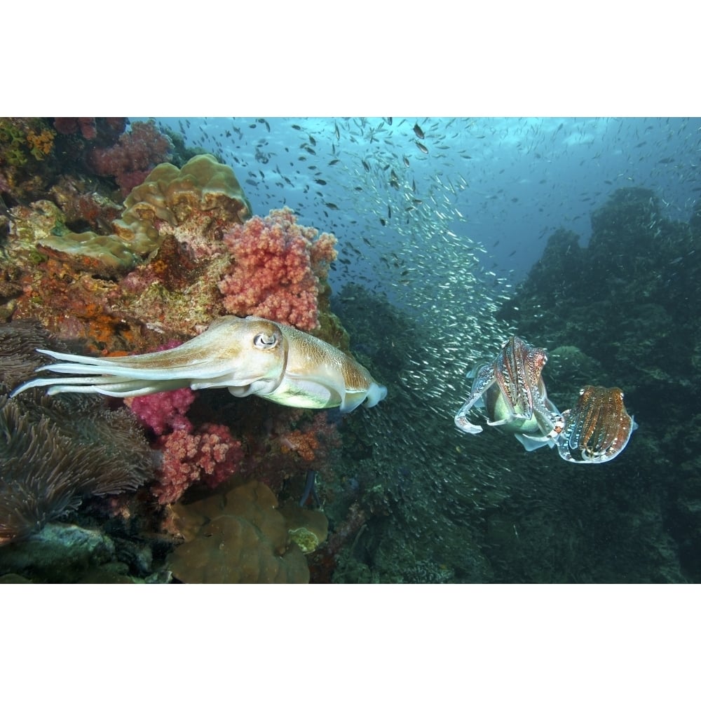 Pharaoh cuttlefish mating behavior at Richelieu Rock Thailand. Poster Print by VWPics/Stocktrek Images Image 1