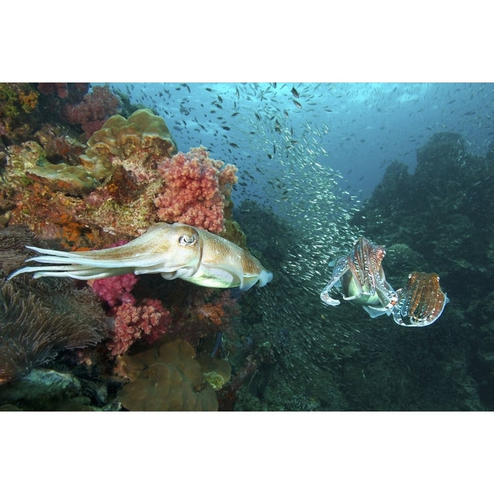 Pharaoh cuttlefish mating behavior at Richelieu Rock Thailand. Poster Print by VWPics/Stocktrek Images Image 2