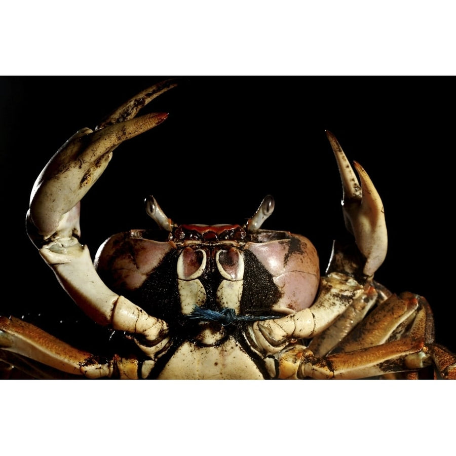 A newly discovered species of crab called kuday in Coron Philippines. Poster Print by VWPics/Stocktrek Images (17 x 11 Image 1