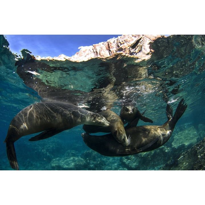 California sea lions playing at surface near La Paz Baja California Sur. Poster Print by VWPics/Stocktrek Images Image 1