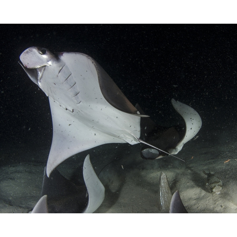 Monks mobula feeding on plankton at night in the Sea of Cortez. Poster Print by VWPics/Stocktrek Images Image 1