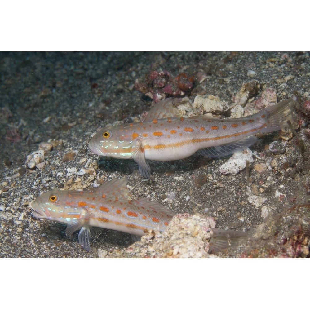 Pair of orange-dashed gobies Lembeh Strait Indonesia. Poster Print by VWPics/Stocktrek Images Image 1