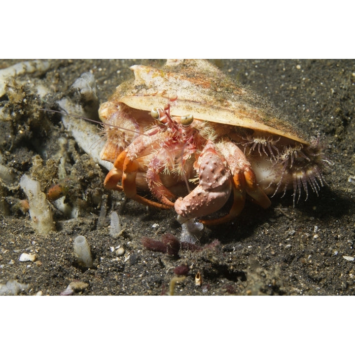 Anemone hermit crab carries symbiotic anemones on its shell for protection. Poster Print by VWPics/Stocktrek Images Image 2