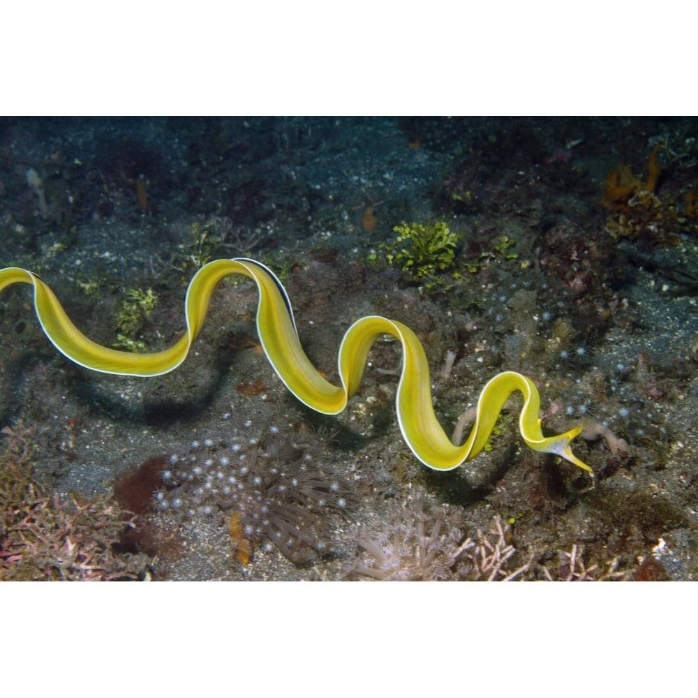 Free swimming female ribbon eel Lembeh Strait Indonesia. Poster Print by VWPics/Stocktrek Images Image 1