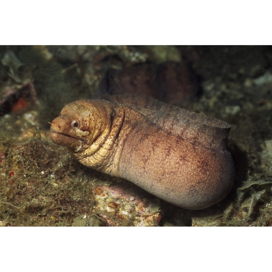 Barred-Fin moray eel Lembeh Strait Indonesia. Poster Print by VWPics/Stocktrek Images Image 1