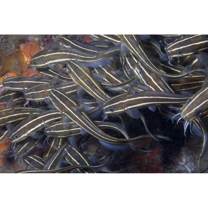 School of juvenile striped catfish Lembeh Strait Indonesia. Poster Print by VWPics/Stocktrek Image Image 2