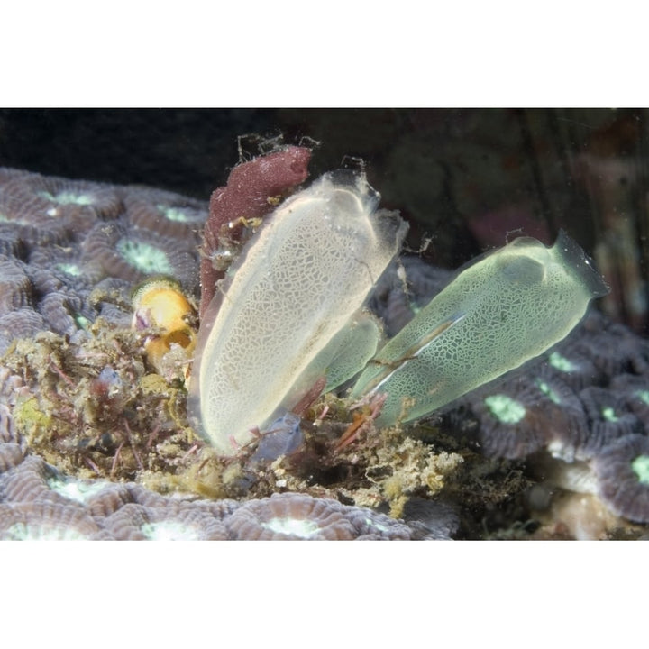 Tunicates also known as sea squirts Lembeh Strait Indonesia. Poster Print by VWPics/Stocktrek Images Image 2