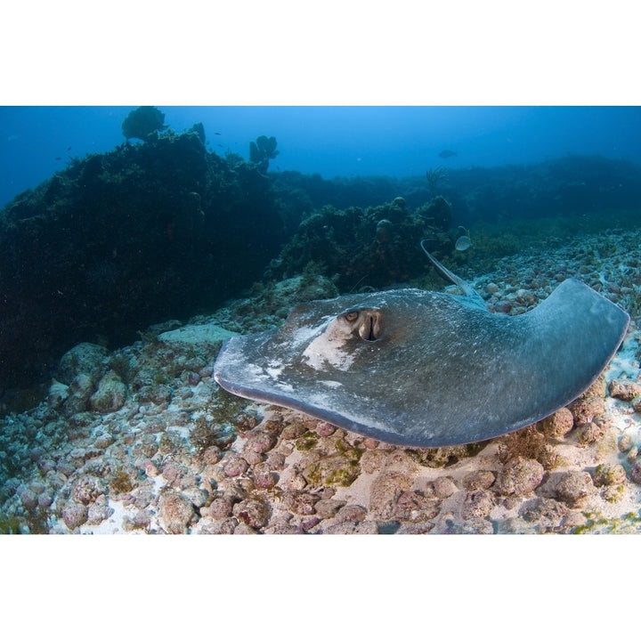 Southern stingray hunting his prey in the Caribbean Sea. Poster Print by VWPics/Stocktrek Images Image 1