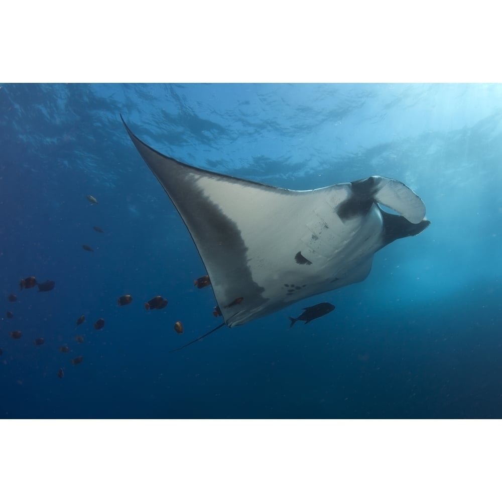 Manta ray and clarion angelfish Socorro Island Mexico. Poster Print by VWPics/Stocktrek Images Image 2