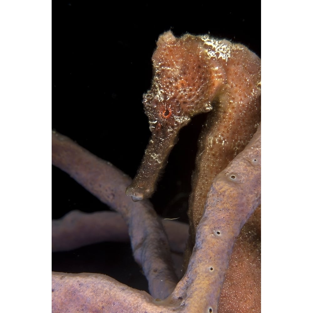 Longsnout seahorse Caribbean Sea Mexico. Poster Print by VWPics/Stocktrek Images Image 2