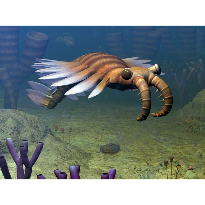 An Anomalocaris explores a Middle Cambrian age ocean floor Poster Print Image 1