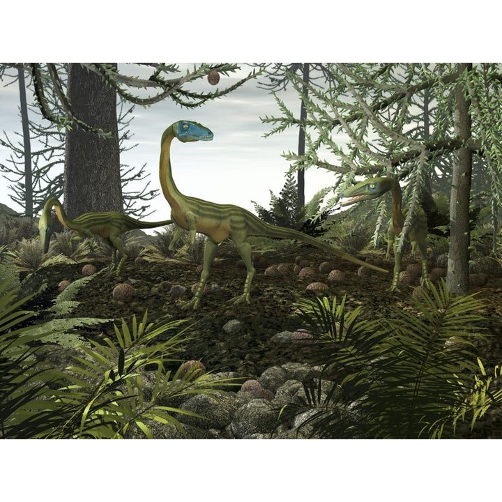 Coelophysis dinosaurs walk amongst a forest Poster Print Image 2