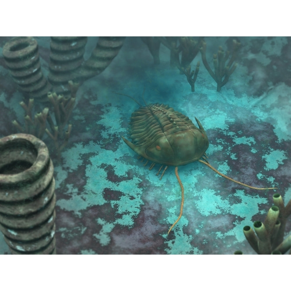 An Olenoides trilobite scurries across a Middle Cambrian ocean floor Poster Print Image 2