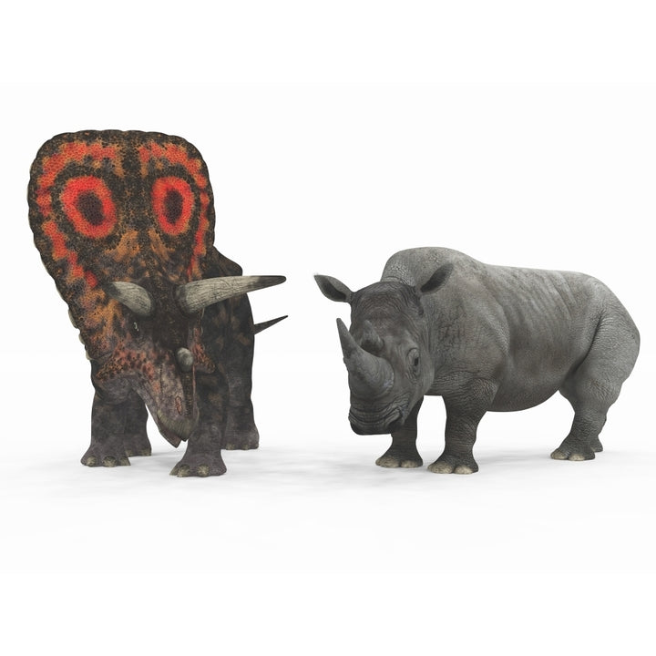 An adult Torosaurus compared to a modern adult White Rhinoceros Poster Print Image 1