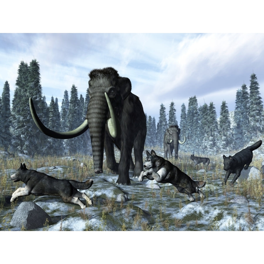 A pack of dire wolves crosses paths with two mammoths during the Upper Pleistocene Epoch Poster Print Image 1