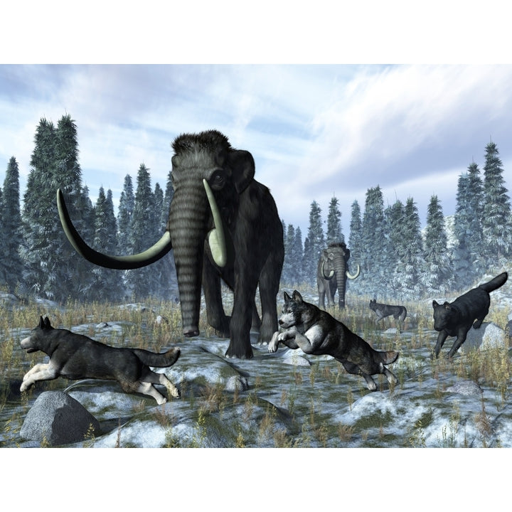 A pack of dire wolves crosses paths with two mammoths during the Upper Pleistocene Epoch Poster Print Image 2