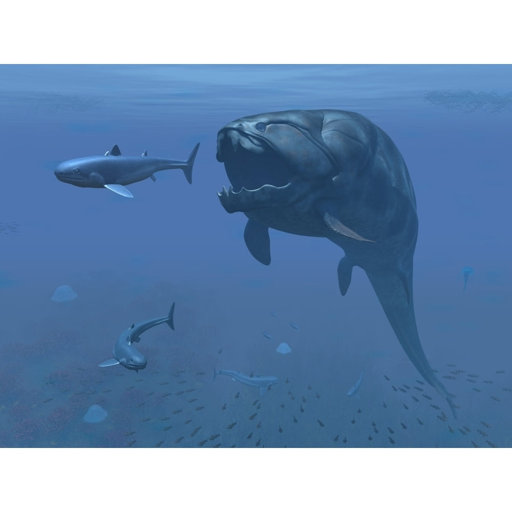 A prehistoric Dunkleosteus fish prepares to eat a primitive shark Poster Print Image 2