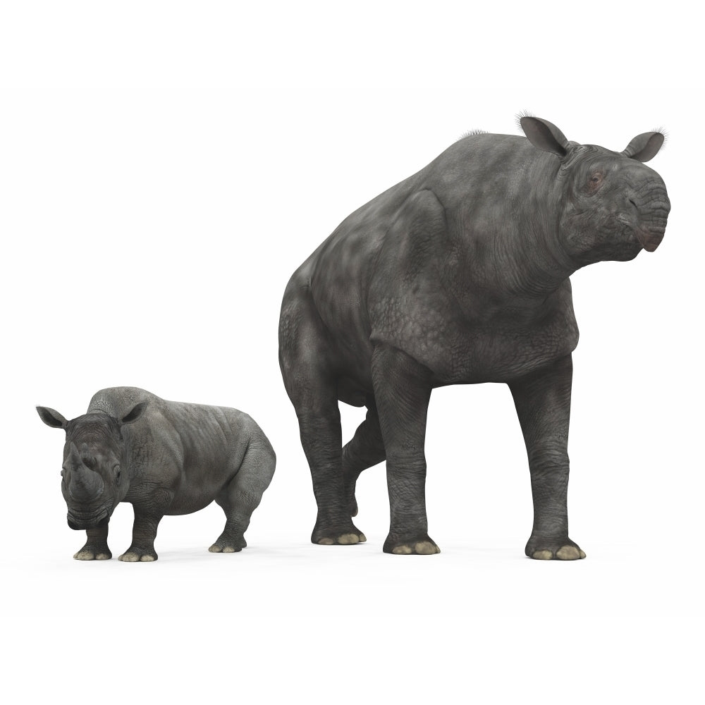 An adult Paraceratherium compared to a modern adult White Rhinoceros Poster Print Image 2