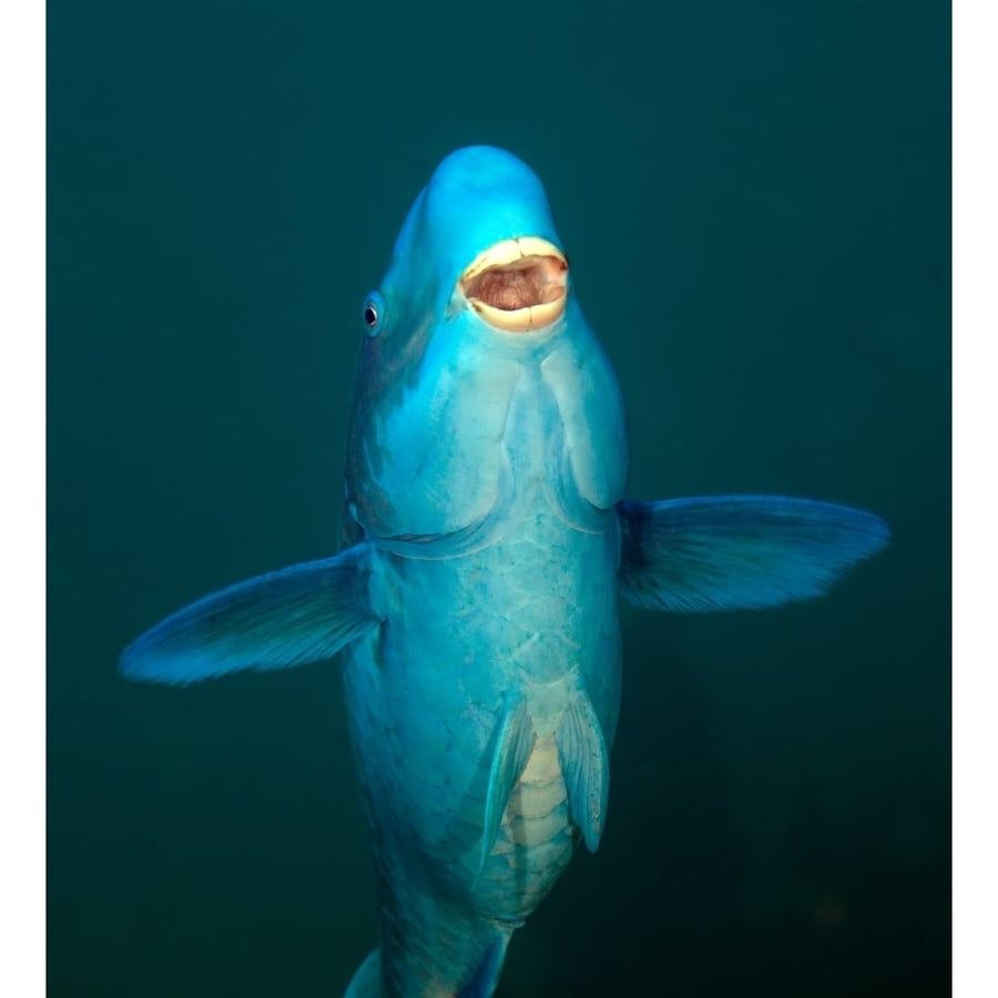 A Blue Parrotfish in the Atlantic Ocean off the coast of Key Largo Florida Poster Print Image 1