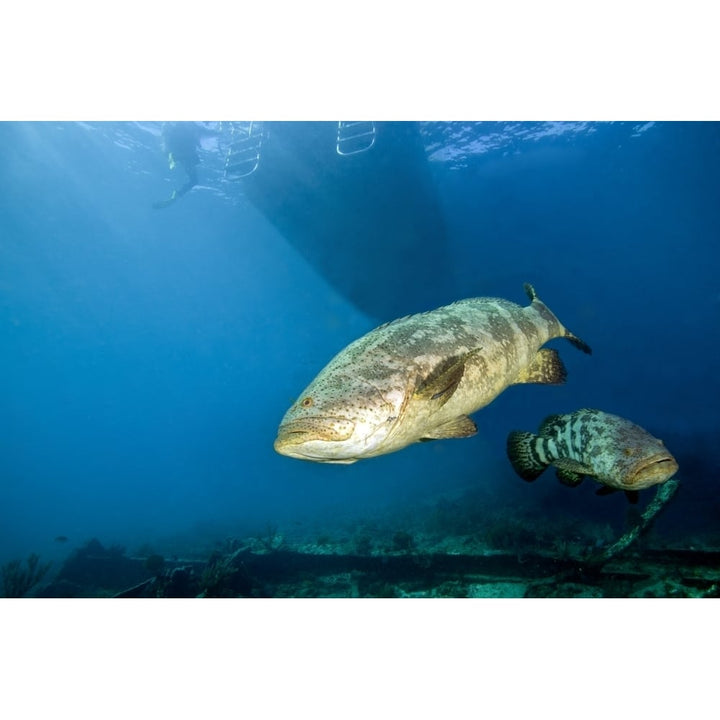 A pair of Goliath Groupers off the coast of Key Largo Florida Poster Print Image 2