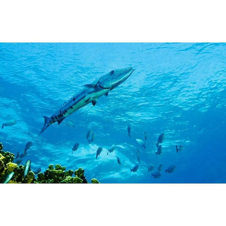 A Great Barracuda in the Atlantic Ocean off the coast of Key Largo Florida Poster Print Image 1