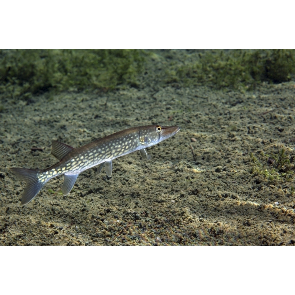 A Chain Pickerel wimming the river bottom Poster Print Image 1