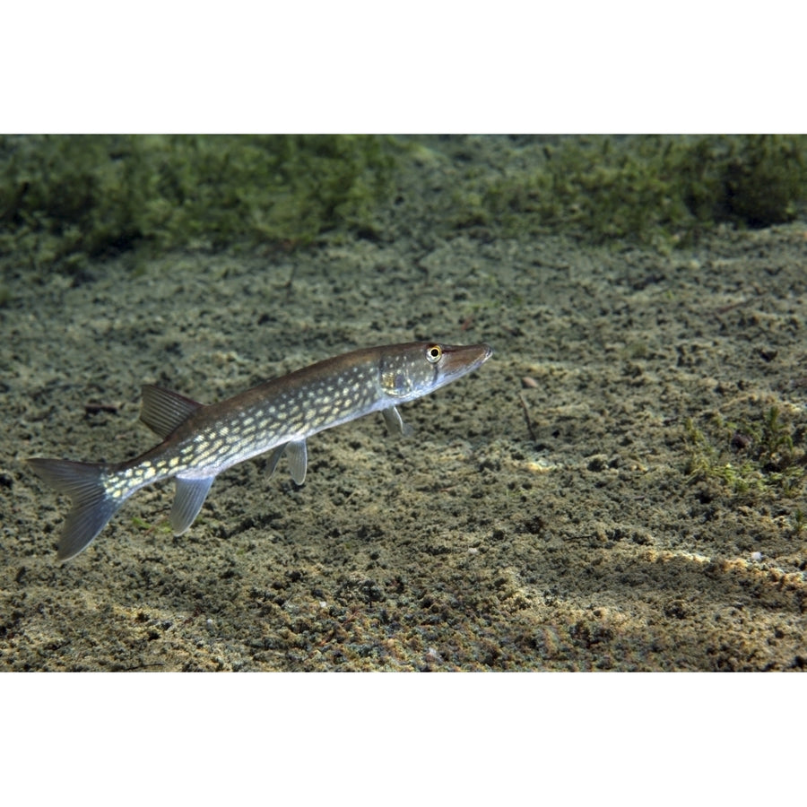 A Chain Pickerel wimming the river bottom Poster Print Image 1