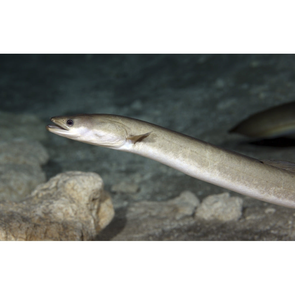 An American Eel patrols the sandy bottom of Morrison Springs cavern Poster Print Image 2