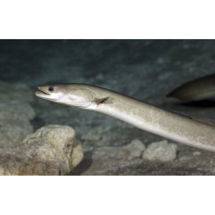 An American Eel patrols the sandy bottom of Morrison Springs cavern Poster Print Image 1