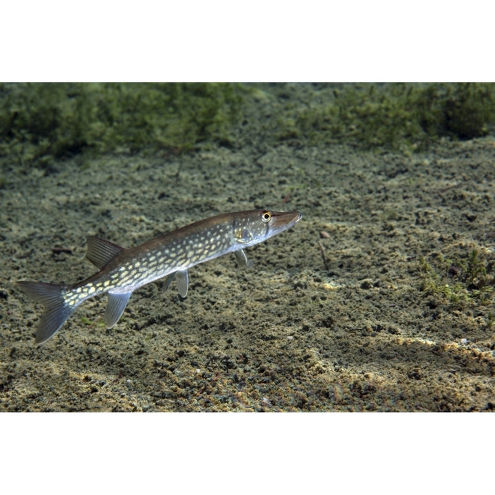 A Chain Pickerel wimming the river bottom Poster Print Image 2