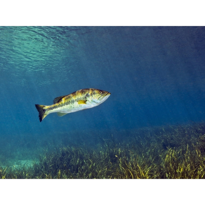 A Florida Largemouth Bass swims over the grassy river bottom Poster Print Image 1