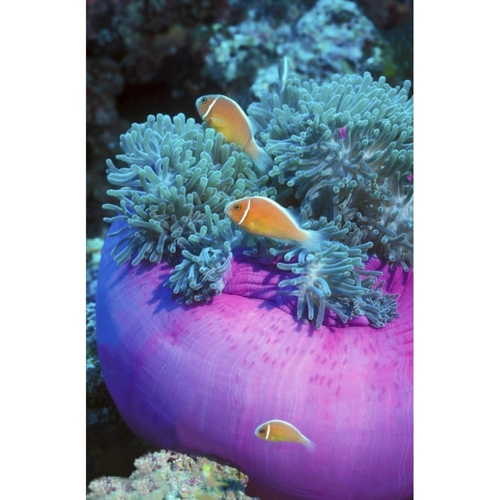 Pink Anemonefish protect their purple anemone home Papua Guinea Poster Print Image 2