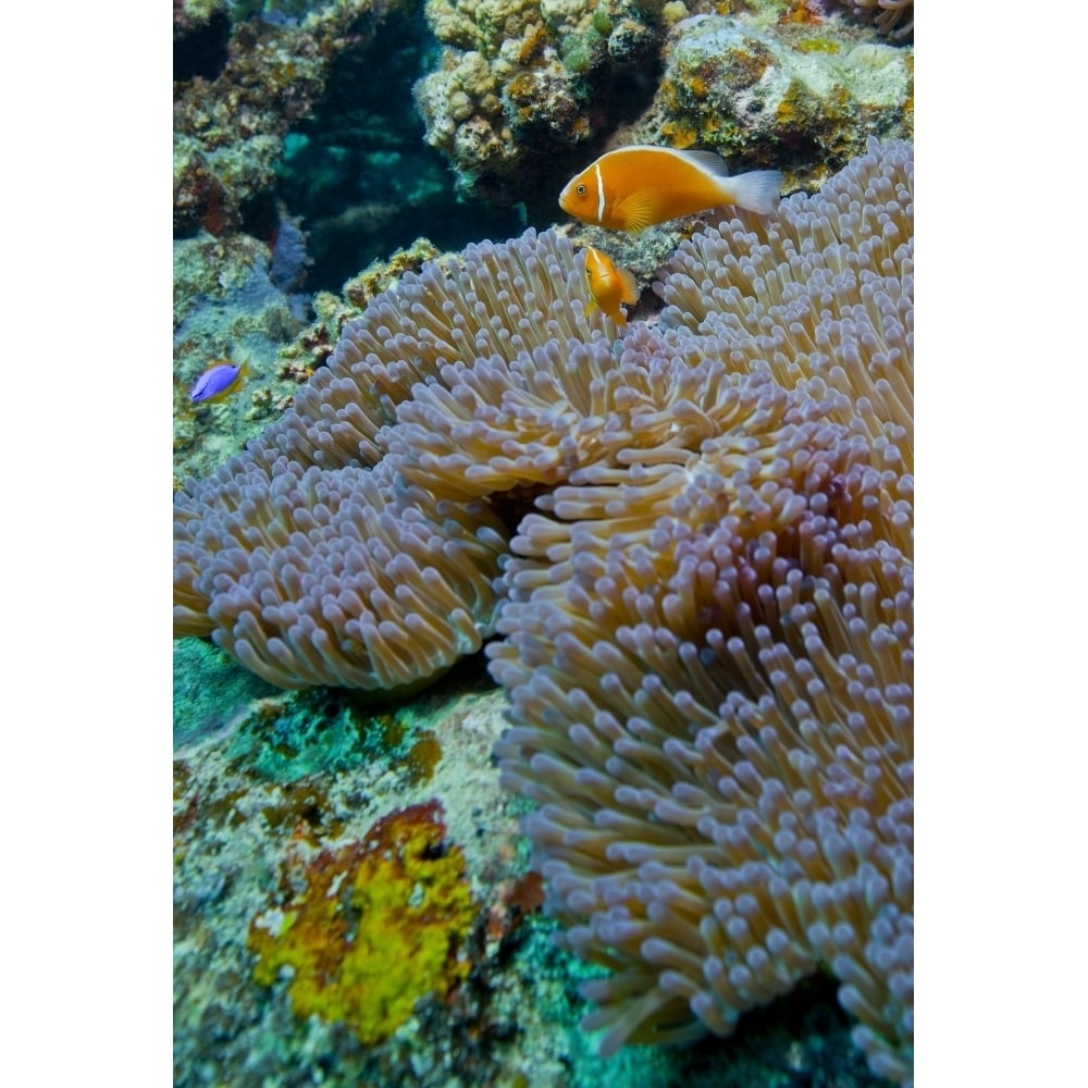 Pink anemonefish guard their anemone on a coral reef Fiji Poster Print Image 1