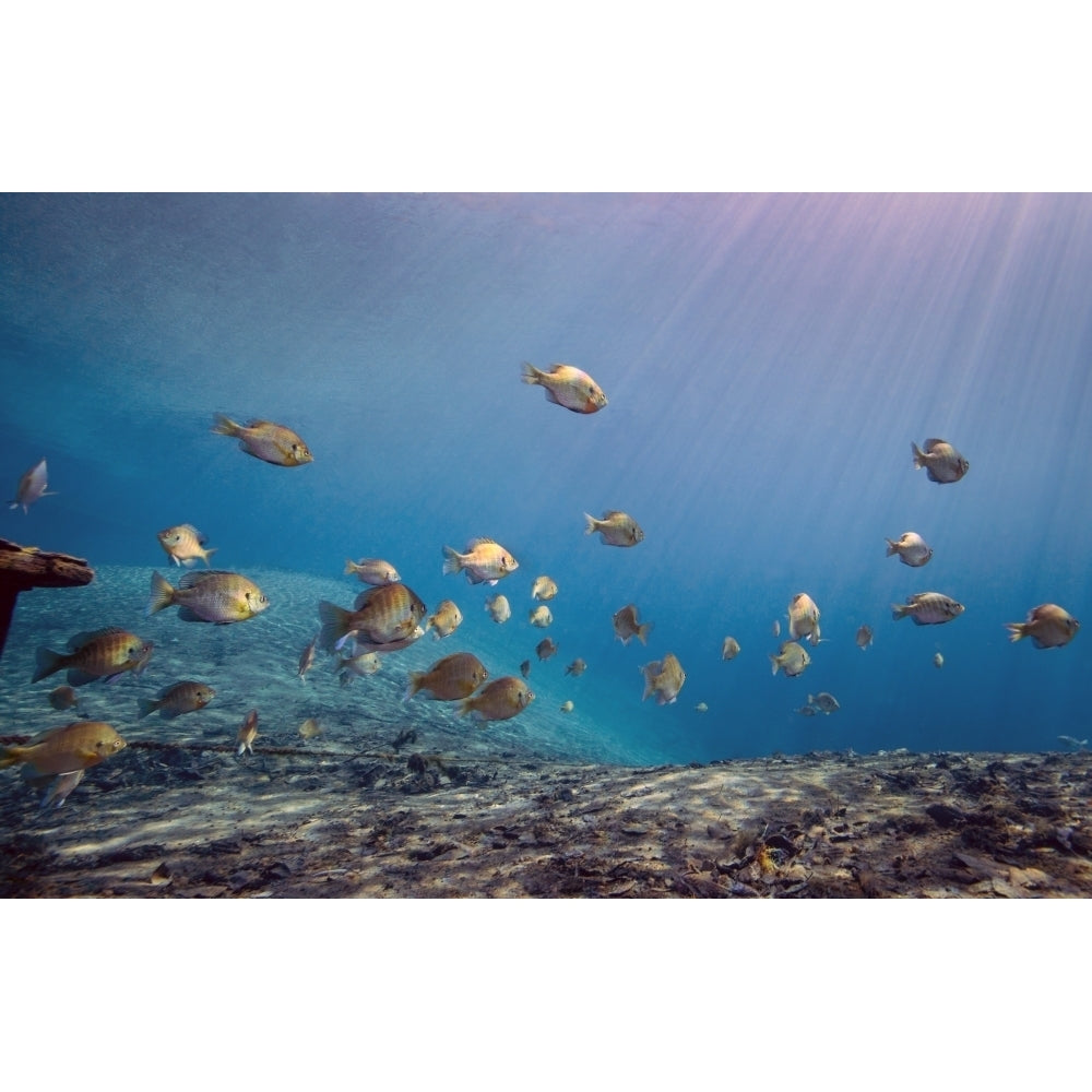 A school of Bluegill and Sunfish swim toward the light from above Poster Print Image 1