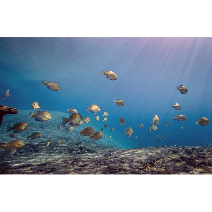 A school of Bluegill and Sunfish swim toward the light from above Poster Print Image 1