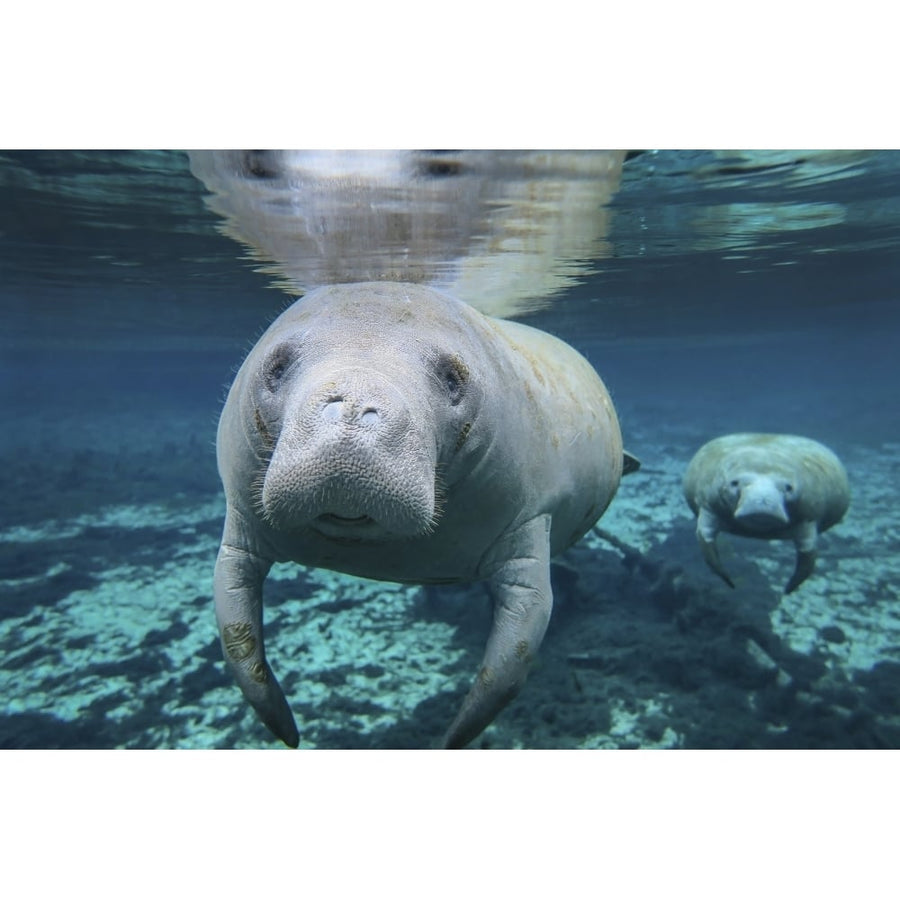 A pair of manatees swimming in Fanning Springs State Park Florida Poster Print Image 1