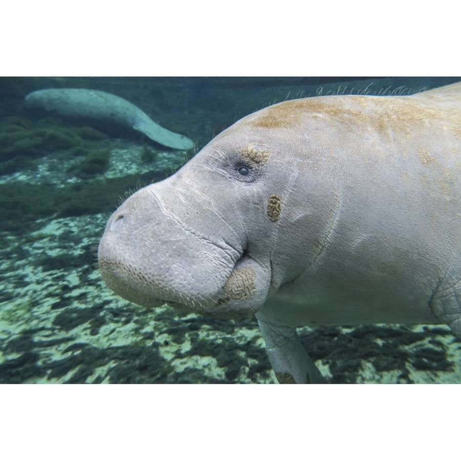 A close-up head profile of a manatee in Fanning Springs State Park Florida Poster Print Image 1