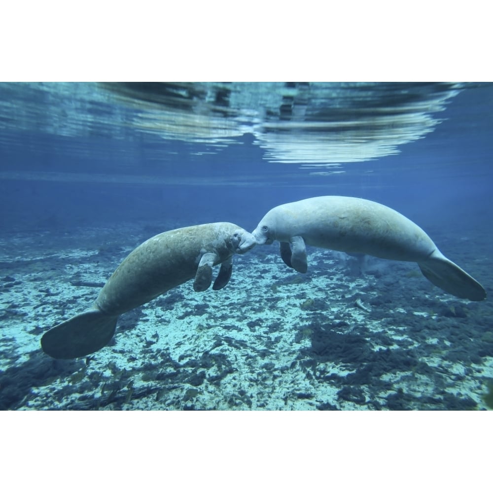 A pair of manatees appear to be greeting each other Fanning Springs Florida Poster Print Image 2