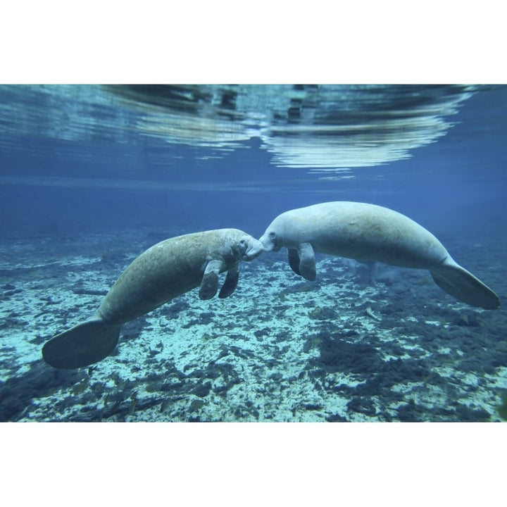 A pair of manatees appear to be greeting each other Fanning Springs Florida Poster Print Image 1