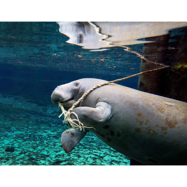 A manatee chews on a dock rope in Fanning Springs State Park Florida Poster Print by Michael Wood/Stocktrek Images Image 1