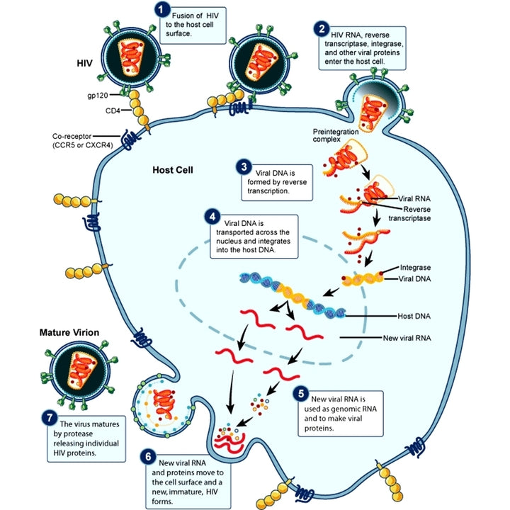 HIV Replication Cycle Poster Print by Science Source Image 1