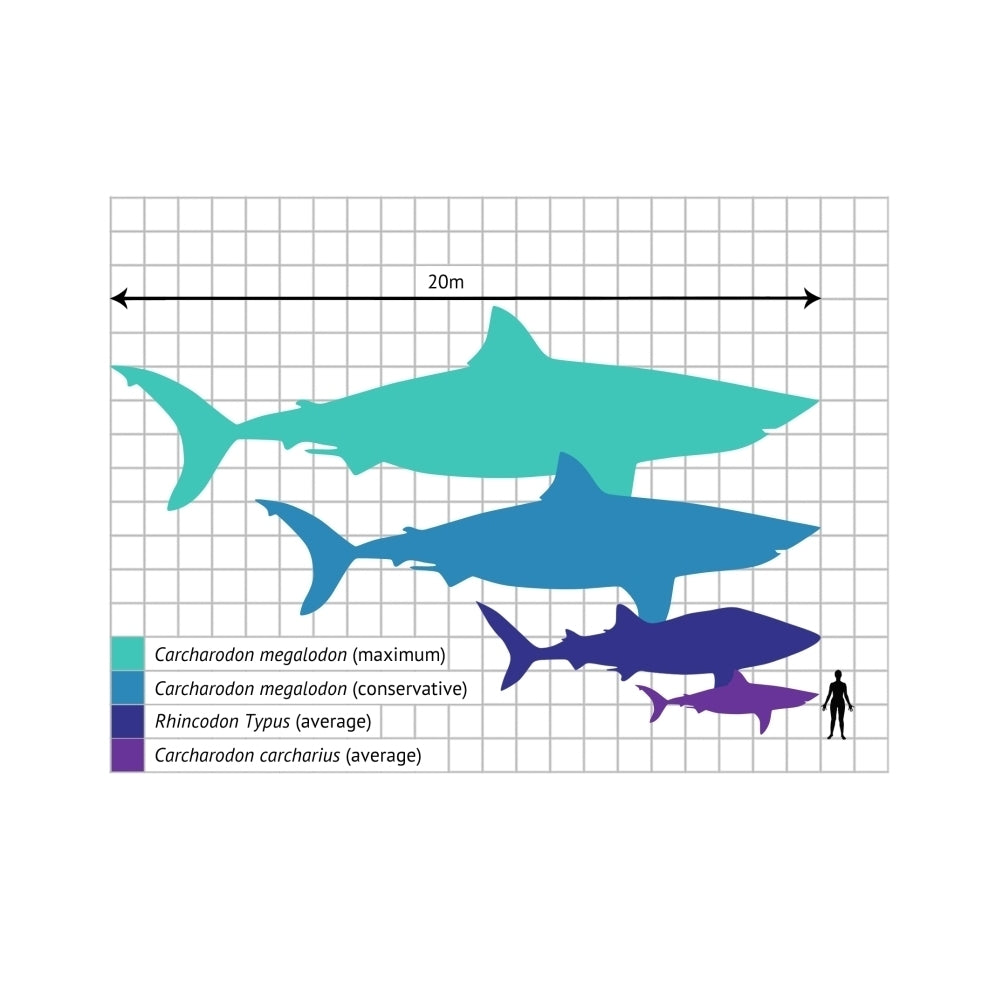 Shark Size Comparison Poster Print by Gwen ShockeyScience Source Image 1