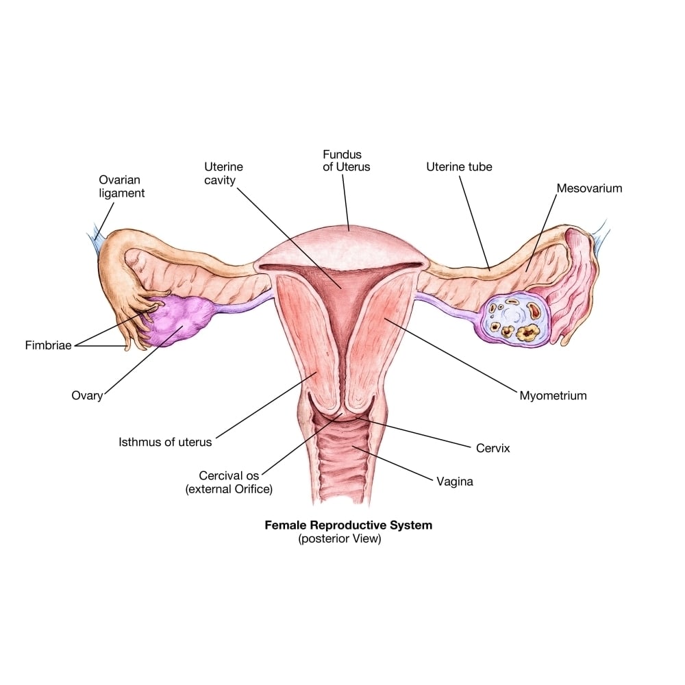 Female Reproductive System Poster Print by Spencer SuttonScience Source Image 1