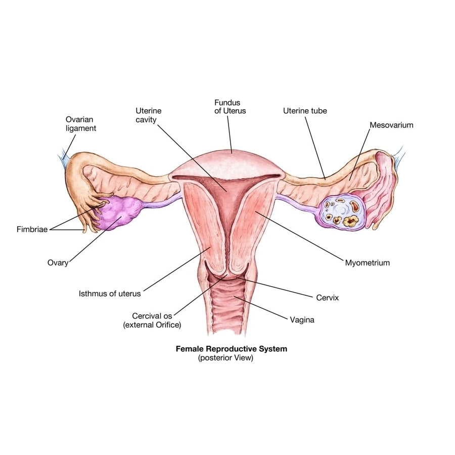 Female Reproductive System Poster Print by Spencer SuttonScience Source Image 1