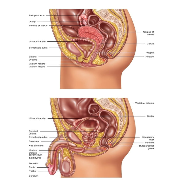 Female and Male Reproductive Anatomy Illustration Poster Print by Gwen ShockeyScience Source Image 2