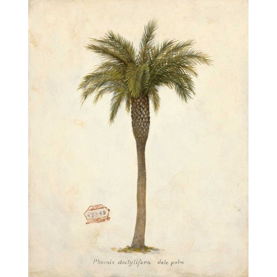 Date Palm Illustration Poster Print by Arnie Fisk-VARPDX011FIS1293 Image 1