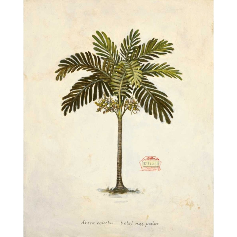 Nut Palm Illustration Poster Print by Arnie Fisk-VARPDX011FIS1294 Image 1